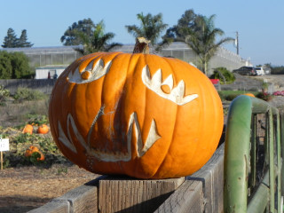 Crown Eye, Nipomo Pumpkin Patch best carving idea